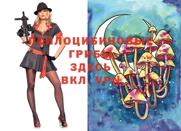 индика Ельня